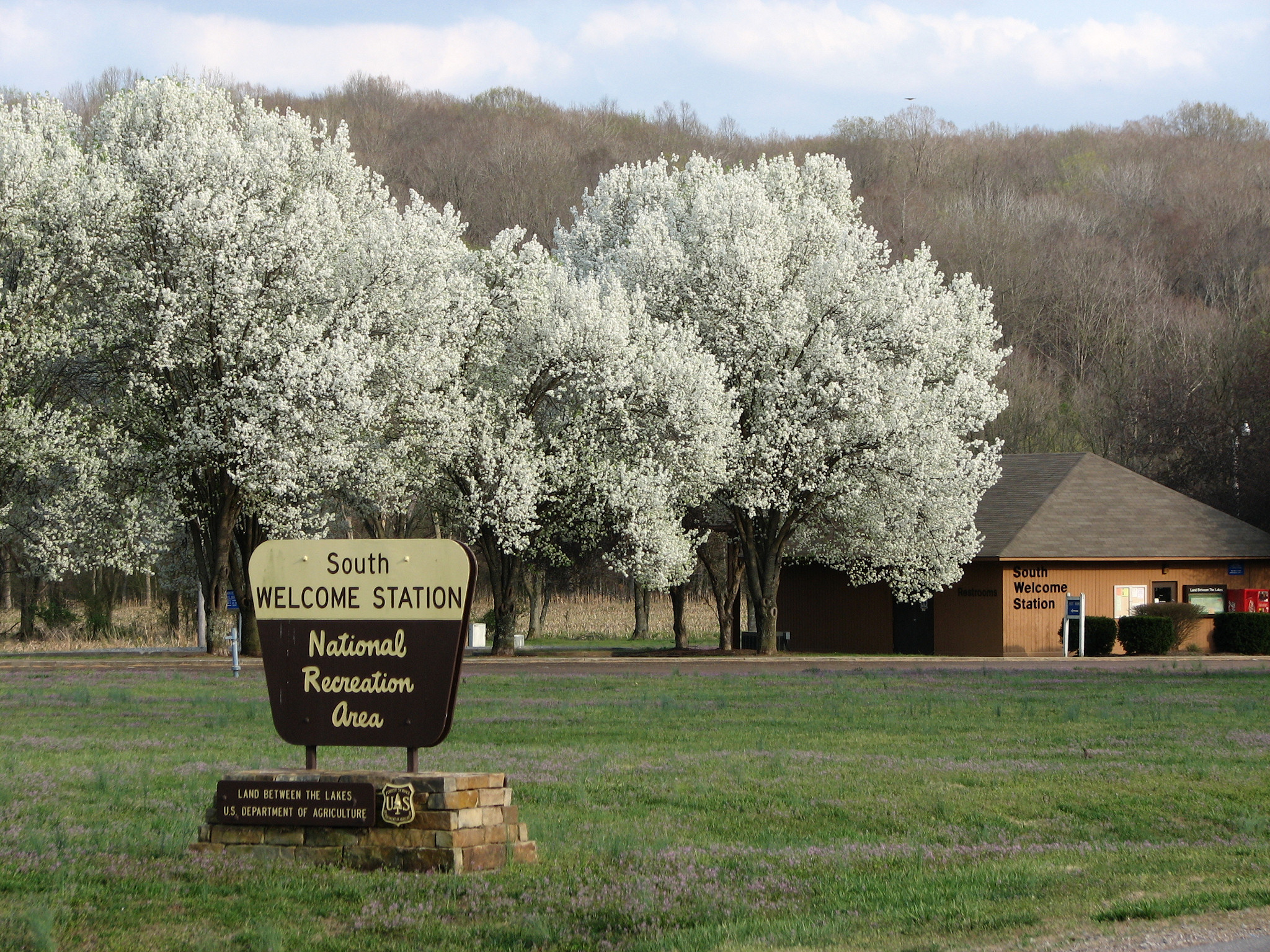 Bradford Pear trees in magnificent spring bloom