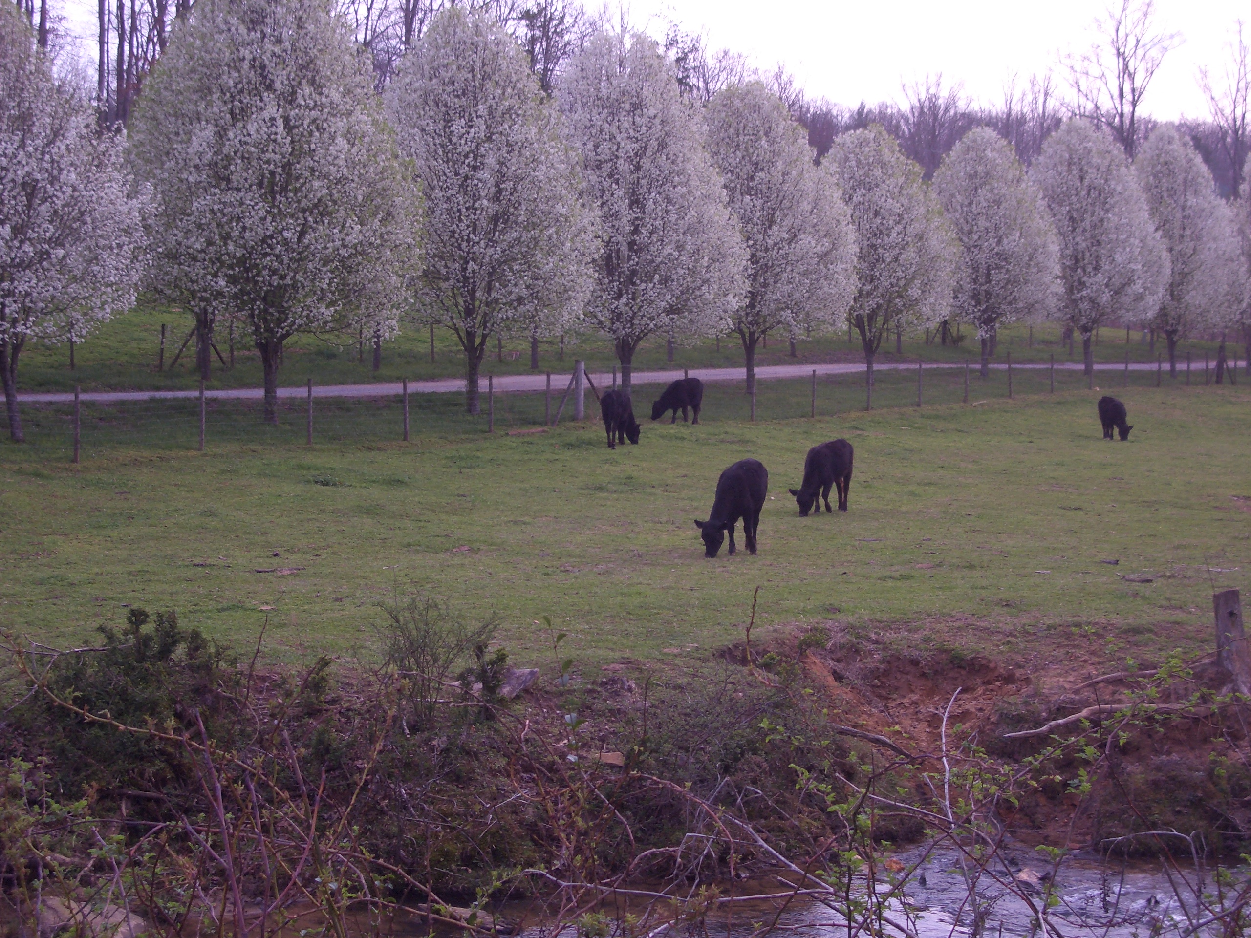Bradford Pears lining a beautiful American street